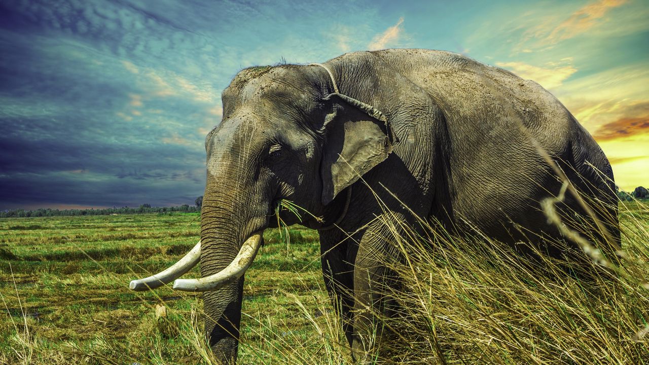 Wallpaper elephant, grass, walk
