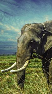 Elephant iphone 8/7/6s/6 for parallax wallpapers hd, desktop backgrounds  938x1668, images and pictures