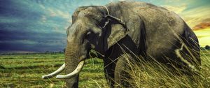 Preview wallpaper elephant, grass, walk