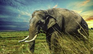 Preview wallpaper elephant, grass, walk