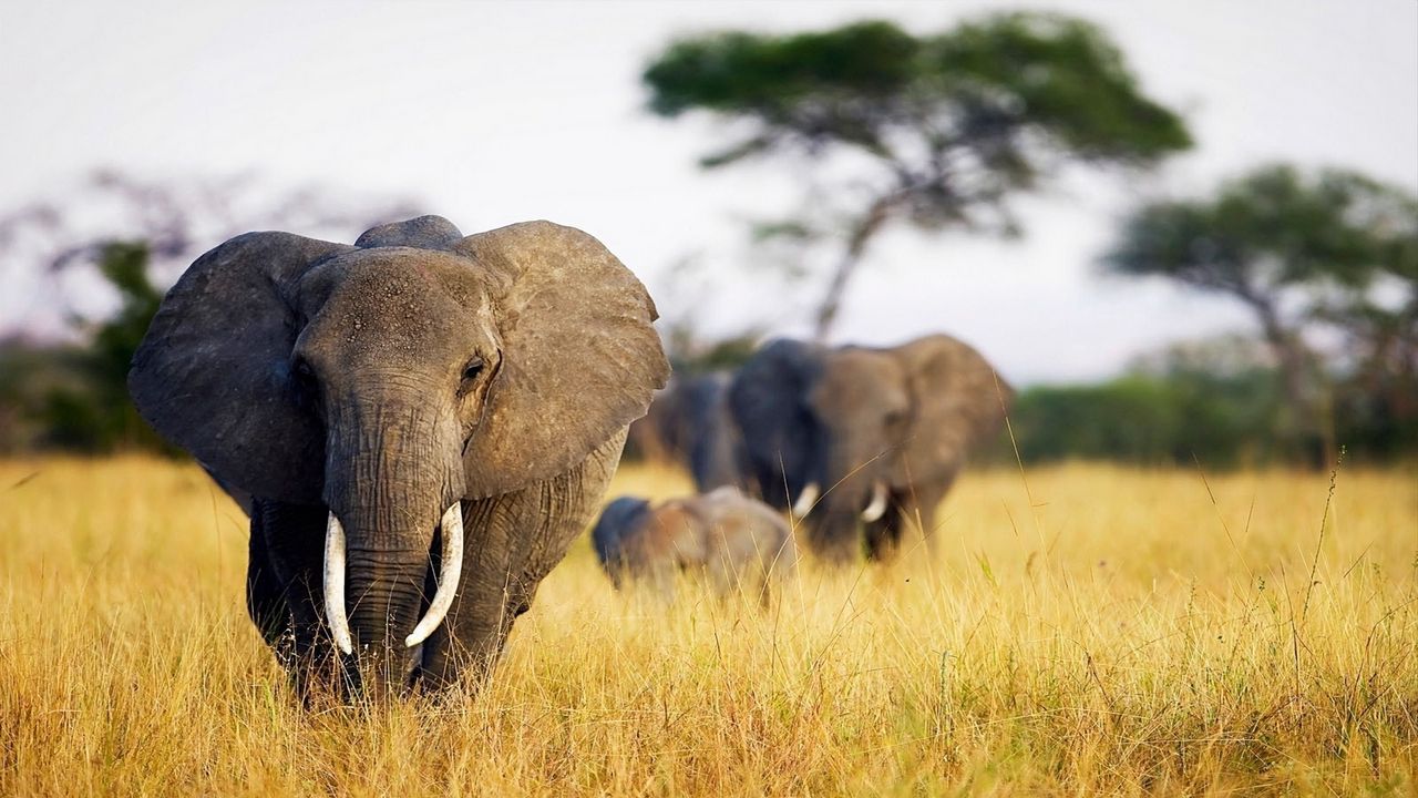 Wallpaper elephant, grass, walk, africa, field