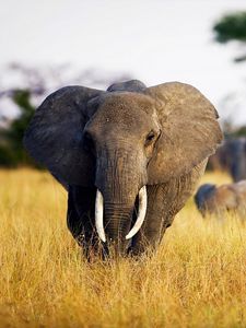 Preview wallpaper elephant, grass, walk, africa, field