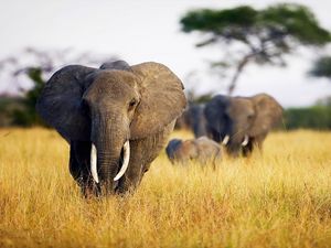 Preview wallpaper elephant, grass, walk, africa, field