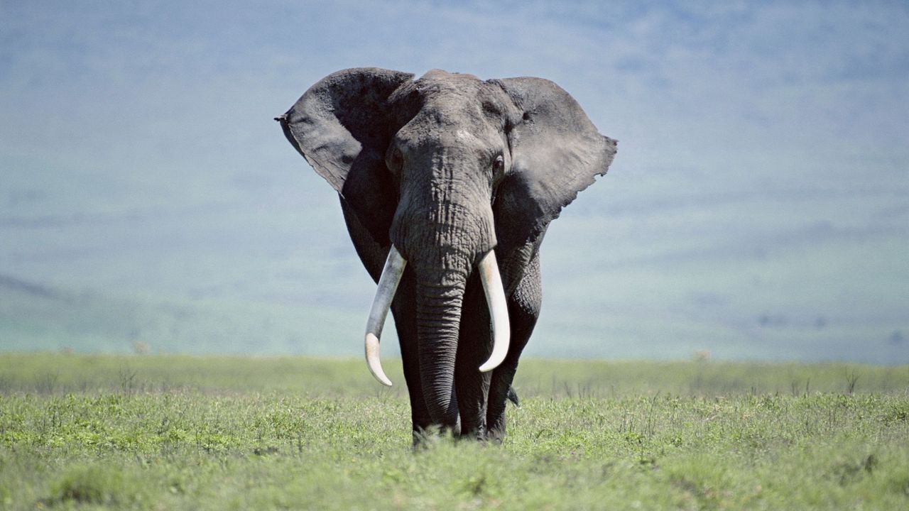 Wallpaper elephant, grass, walk, large