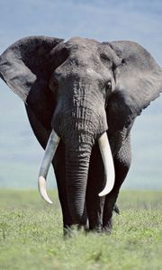 Preview wallpaper elephant, grass, walk, large
