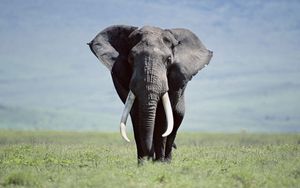 Preview wallpaper elephant, grass, walk, large