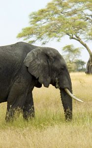 Preview wallpaper elephant, grass, walk, field