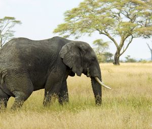 Preview wallpaper elephant, grass, walk, field