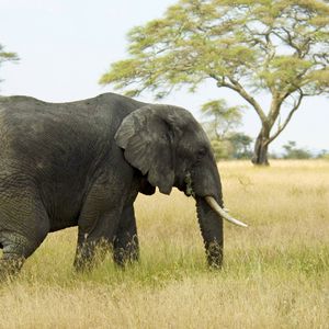 Preview wallpaper elephant, grass, walk, field