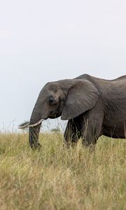 Preview wallpaper elephant, grass, wildlife, animal