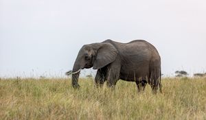 Preview wallpaper elephant, grass, wildlife, animal