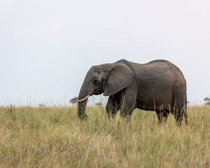 Preview wallpaper elephant, grass, wildlife, animal