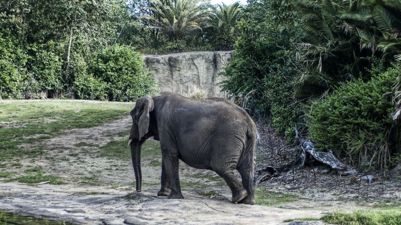 Wallpaper elephant, large, walk, trees
