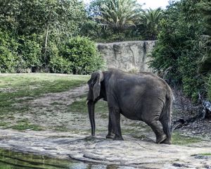 Preview wallpaper elephant, large, walk, trees