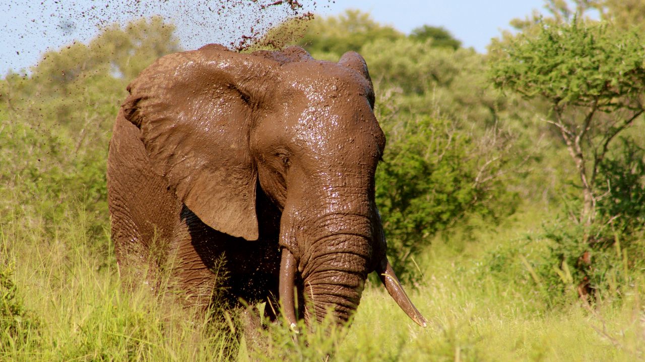 Wallpaper elephant, mud, bathing