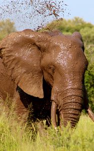 Preview wallpaper elephant, mud, bathing