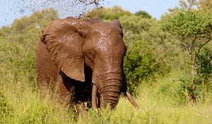 Preview wallpaper elephant, mud, bathing