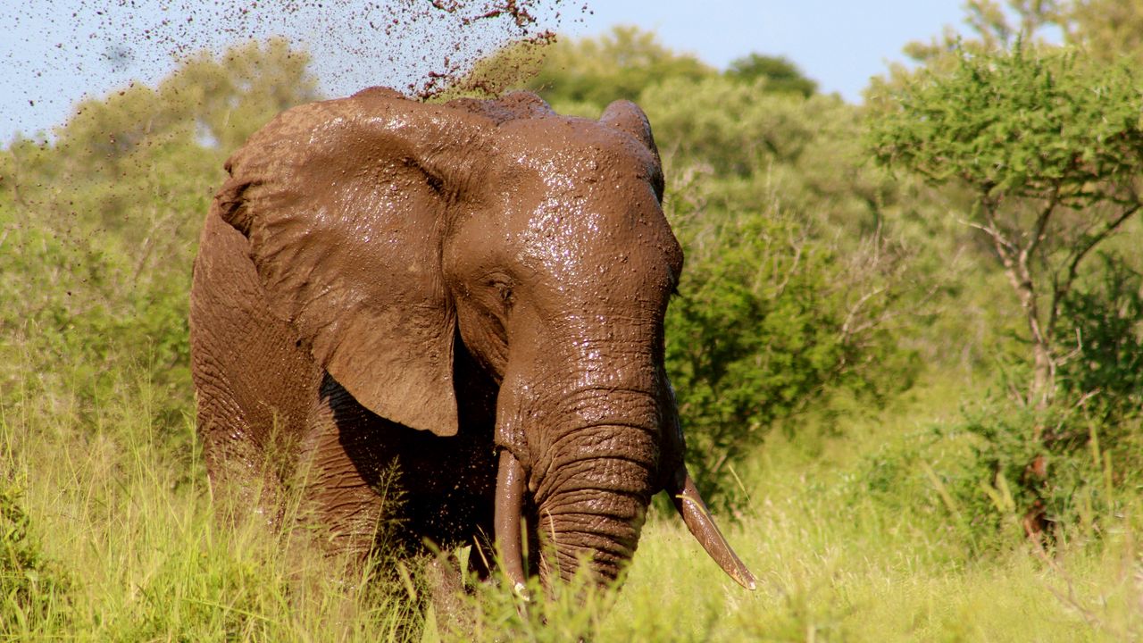 Wallpaper elephant, mud, walk, grass