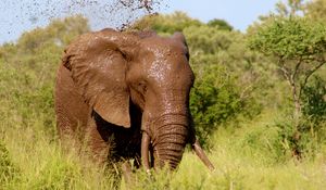 Preview wallpaper elephant, mud, walk, grass