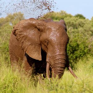 Preview wallpaper elephant, mud, walk, grass