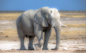 Preview wallpaper elephant, nature, africa