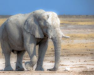 Preview wallpaper elephant, nature, africa