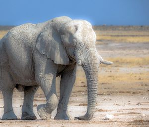 Preview wallpaper elephant, nature, africa