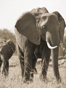 Preview wallpaper elephant, nature, black and white, tusks