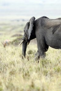 Preview wallpaper elephant, nature, grass, field