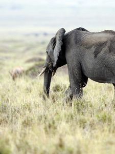 Preview wallpaper elephant, nature, grass, field