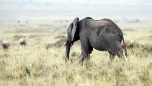 Preview wallpaper elephant, nature, grass, field