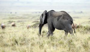 Preview wallpaper elephant, nature, grass, field