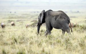 Preview wallpaper elephant, nature, grass, field