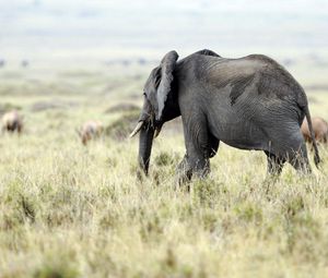 Preview wallpaper elephant, nature, grass, field