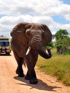 Preview wallpaper elephant, road, walk, grass