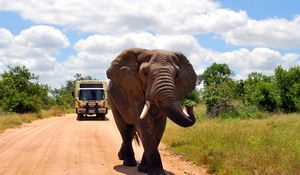 Preview wallpaper elephant, road, walk, grass