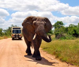 Preview wallpaper elephant, road, walk, grass