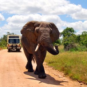 Preview wallpaper elephant, road, walk, grass