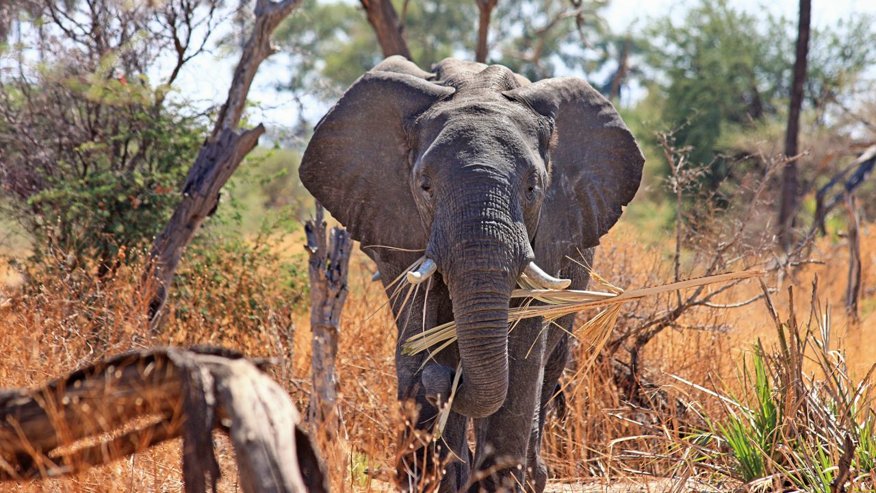 Wallpaper elephant, safari, africa, trunk