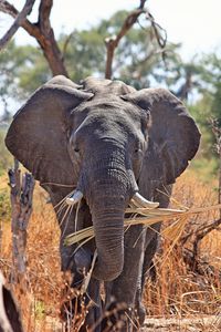 Preview wallpaper elephant, safari, africa, trunk