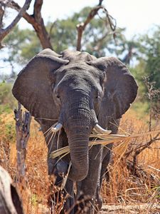 Preview wallpaper elephant, safari, africa, trunk