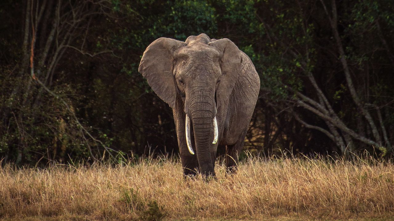 Wallpaper elephant, safari, animal, trees