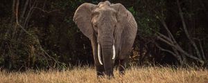 Preview wallpaper elephant, safari, animal, trees