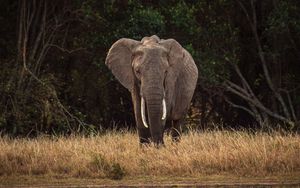 Preview wallpaper elephant, safari, animal, trees