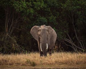 Preview wallpaper elephant, safari, animal, trees