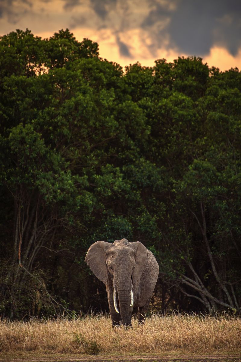 Hình nền iPhone voi, safari, động vật, cây cối sẽ mang đến cho bạn những bức ảnh tuyệt đẹp về thiên nhiên và động vật hấp dẫn. Với những hình ảnh tuyệt vời này, bạn sẽ tận hưởng được sự phong phú của thiên nhiên xung quanh chúng ta. Hãy xem những hình ảnh liên quan để truyền cảm hứng và tận hưởng sự đa dạng của đất nước này.