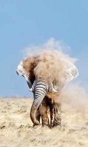 Preview wallpaper elephant, sand, dust, sky