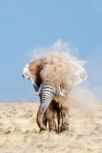 Preview wallpaper elephant, sand, dust, sky