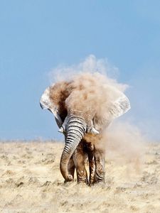 Preview wallpaper elephant, sand, dust, sky