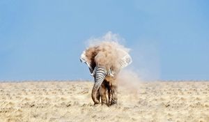 Preview wallpaper elephant, sand, dust, sky